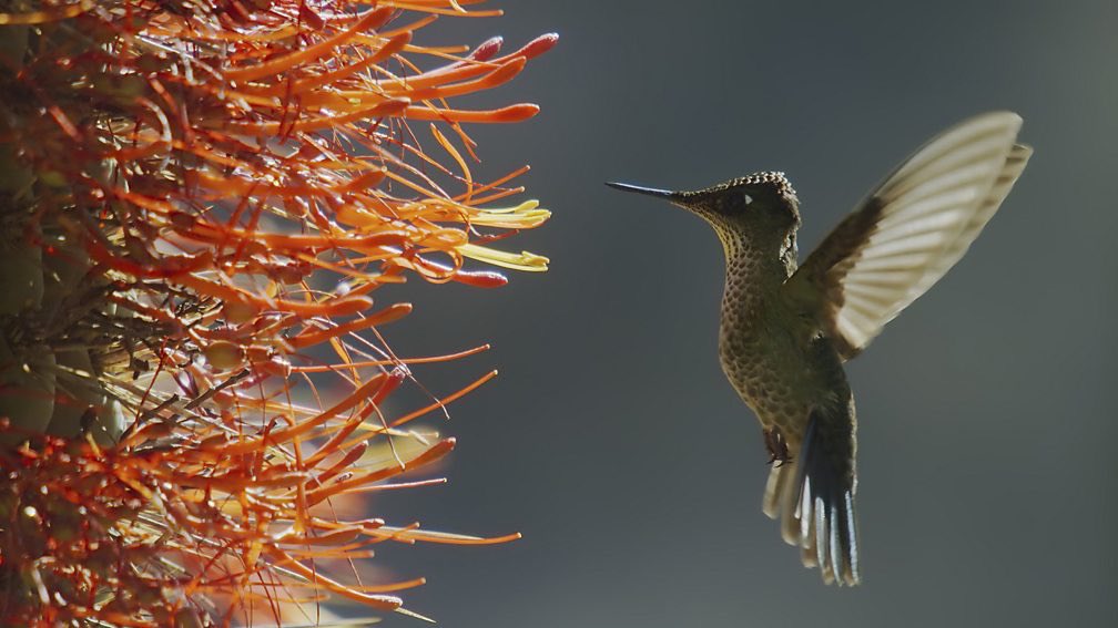 MSamirdesign's tweet photo. They breathe, communicate, eat, provide food, adapt, partner, host, store, swindle, fight, swim, walk, and even fly.

I learned so many things about plants from the @BBC’s Green Planet series. An absolute beauty that I can’t recommend it enough.

#nature #greenplanet #plants https://t.co/liOhfiWGSg