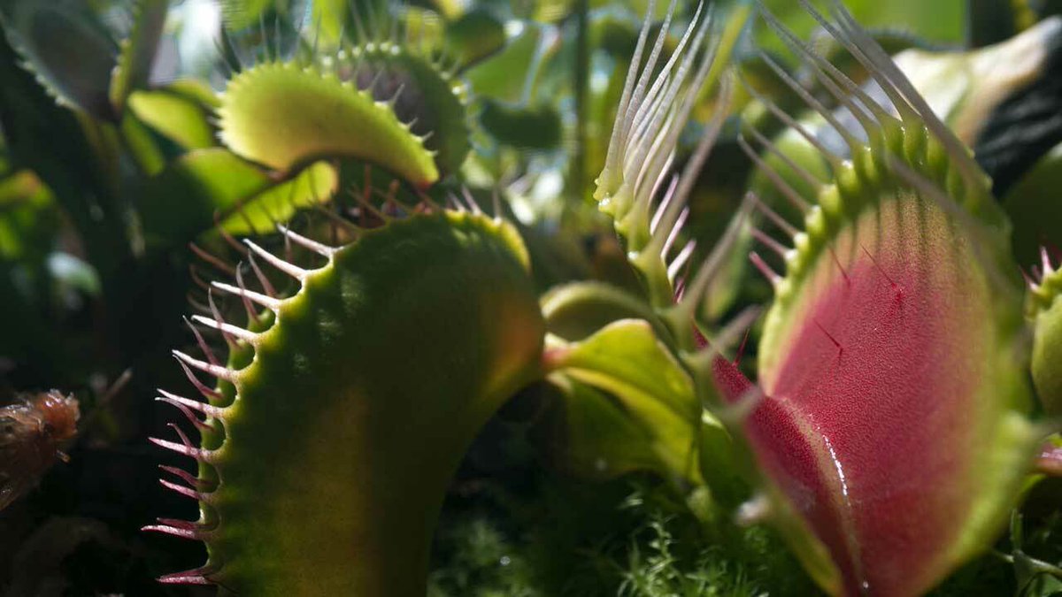 MSamirdesign's tweet photo. They breathe, communicate, eat, provide food, adapt, partner, host, store, swindle, fight, swim, walk, and even fly.

I learned so many things about plants from the @BBC’s Green Planet series. An absolute beauty that I can’t recommend it enough.

#nature #greenplanet #plants https://t.co/liOhfiWGSg