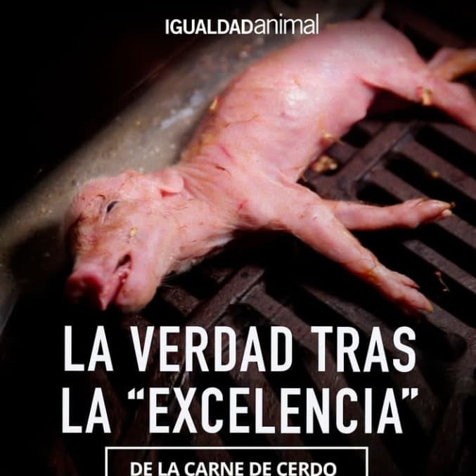 MartinezNevado's tweet photo. Qué triste pasar por la vida #abusando de los que menos pueden defenderse a pesar de las alternativas que hay para disfrutar incluso de los mismos sabores.
#GoVegan .
.@IgualdadAnimal . https://t.co/5lNpj1OO6F