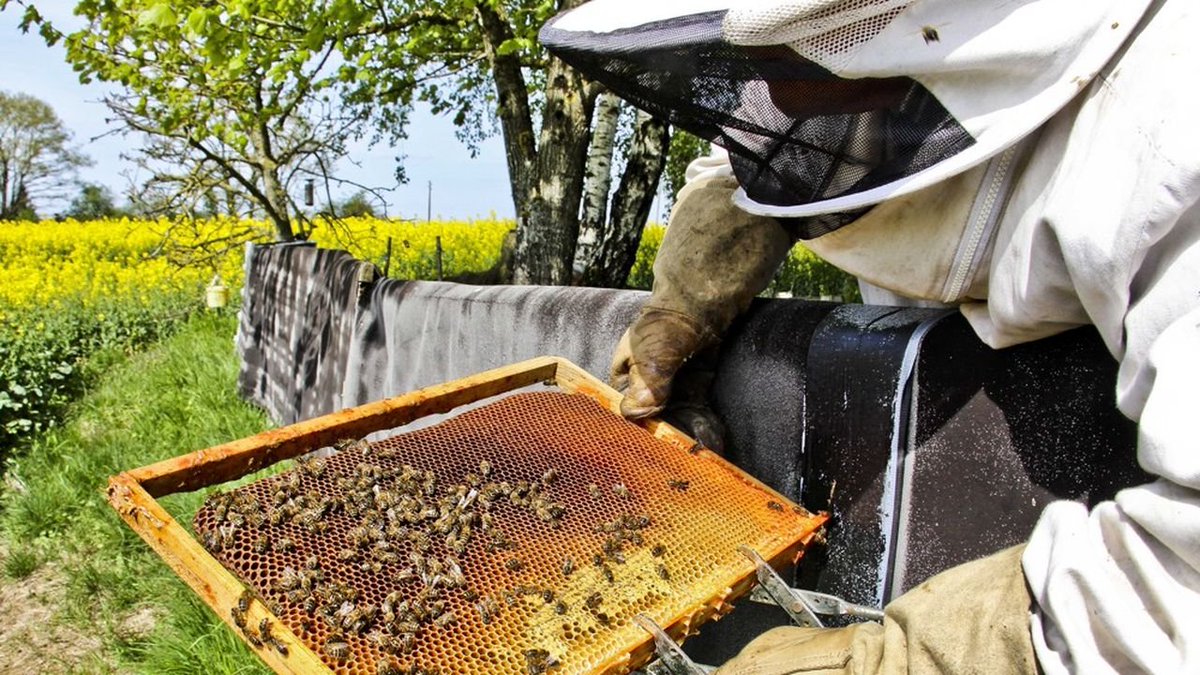La_BonneActu's tweet photo. 🔴 Les US autorisent le 1er vaccin au monde pour abeilles . Il est destiné à les protéger contre la loque américaine qui a dévasté 40% des ruches 🇺🇸 en 2019.

Le vaccin fonctionne en ajoutant des bactéries dans la gelée royale donnée à la Reine. Les larves seront ainsi immunisées https://t.co/jziLRtYhS5