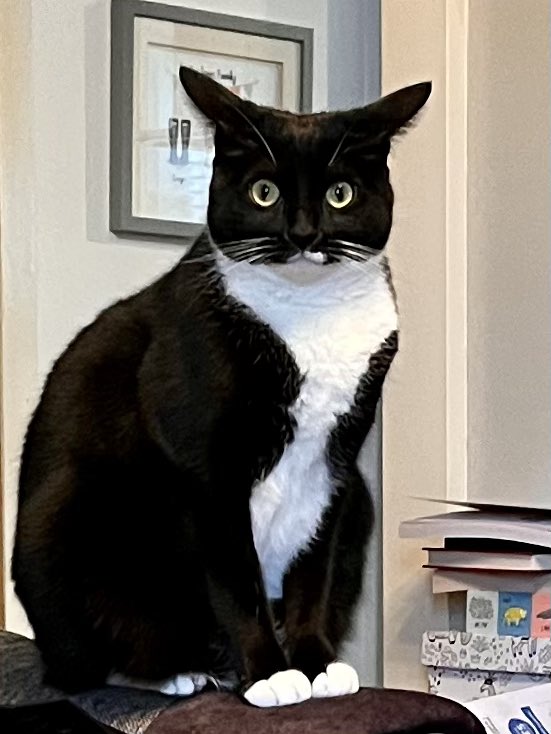 SadieandMartha's tweet image. #madcat - Sadie