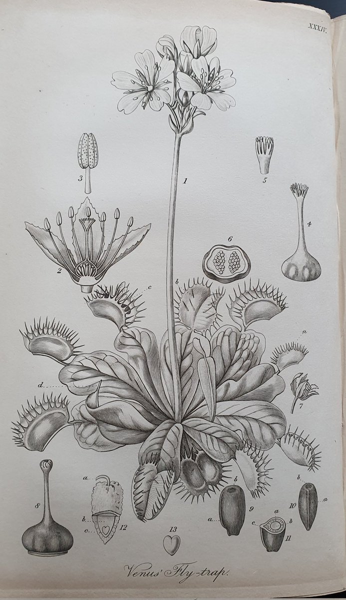"My father's account of this strange plant that grows in the damp places of his homeland; a plant of a curious carnivorous nature, was to me, a terrible thing. He omitted it was 'not' capable of eating small girls; I suspect, to encourage me to stay in bed." E Redgrass 1876