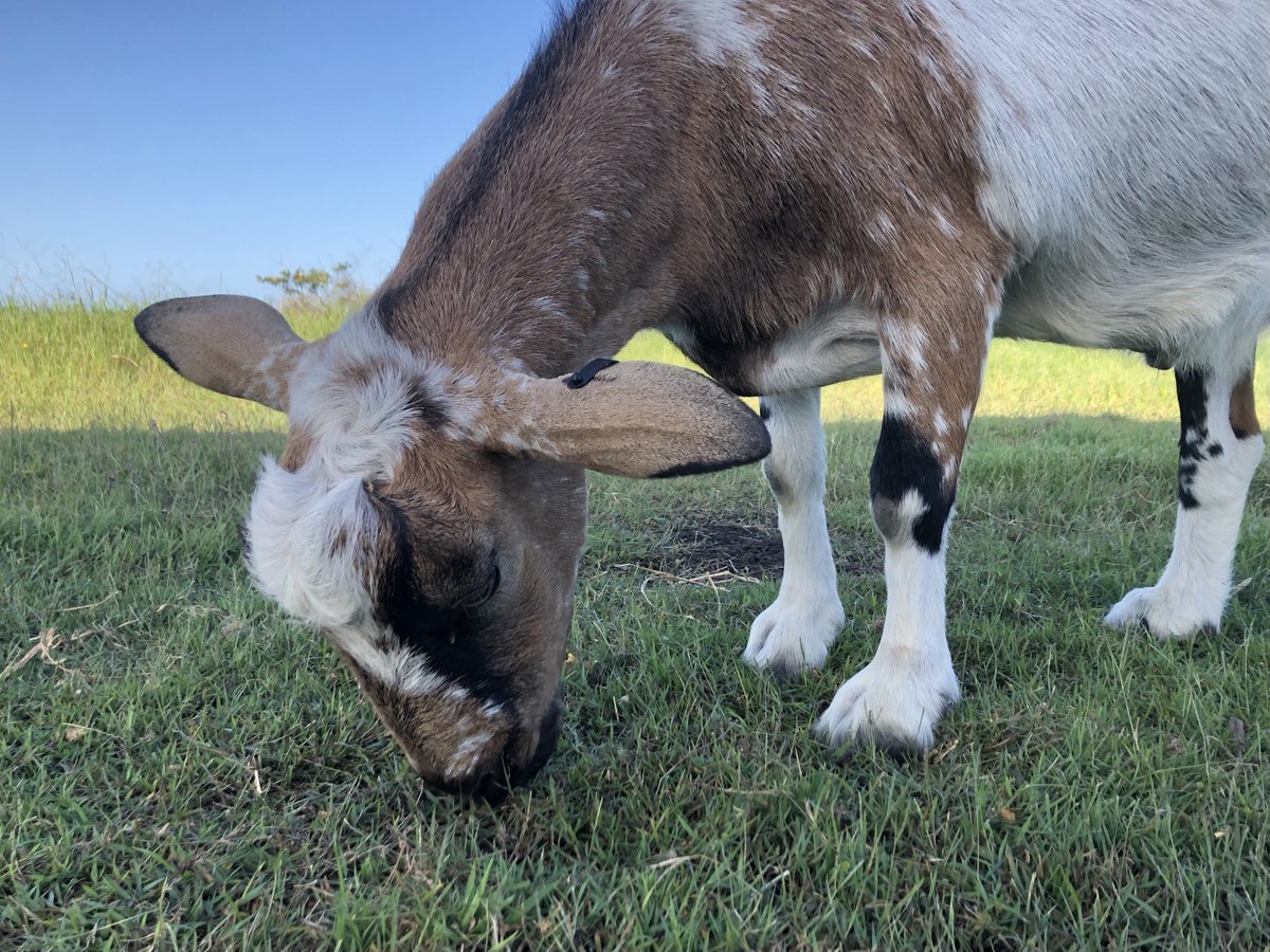 Hey goaty mcgoatface 😖 get out of our twitter feed 🤬 #GrouchyAlpacas #Alpacastan #Billy 😉🥰