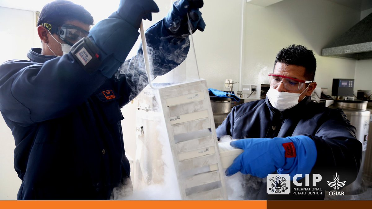 Genebanks in Latin America are adopting cryopreservation – preserving plant tissue at 196° below zero – to conserve #potato 🥔 and other crop #biodiversity for future generations.

👉🏽 bit.ly/ConserveAgrobi…

🔸 <a href="/CropTrust/">The Crop Trust</a> 
🔸 <a href="/PotatoPro/">PotatoPro</a>