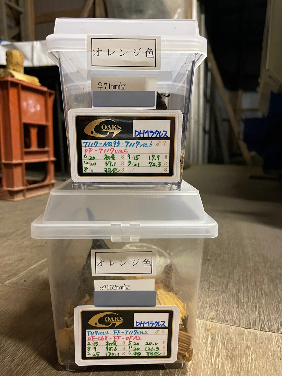 KaGZuOYaD18's tweet photo. 2021年11月7日に虫嫌いの友達と一緒にビートロンさんのガラポンしに行って、その友達が当てた特賞からの子もサナギに!!
この子のは早期蛹化してる個体で、他に♂26匹♀27匹いるから楽しみ!!
やっぱり、このフォルムも大好き!!
#beetleon #ビートロン https://t.co/cCaC3ZMfYI