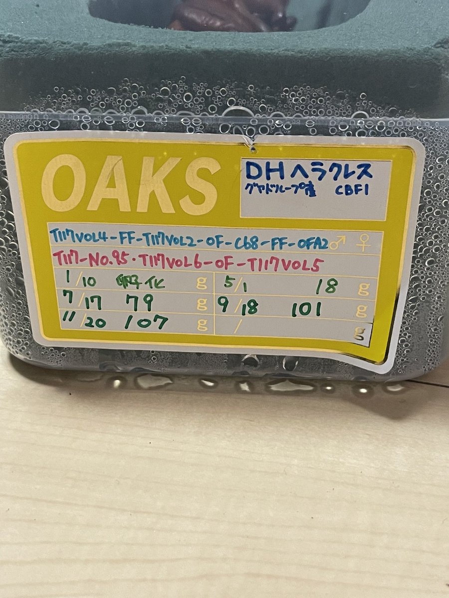 KaGZuOYaD18's tweet photo. 2021年11月7日に虫嫌いの友達と一緒にビートロンさんのガラポンしに行って、その友達が当てた特賞からの子もサナギに!!
この子のは早期蛹化してる個体で、他に♂26匹♀27匹いるから楽しみ!!
やっぱり、このフォルムも大好き!!
#beetleon #ビートロン https://t.co/cCaC3ZMfYI