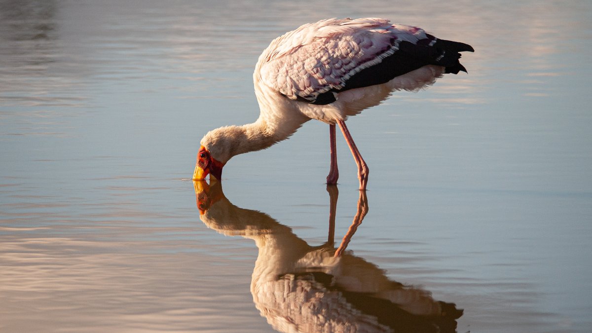 The Yellow-billed Stork:

⭐ During breeding season their white plumage turns a delicate pink colour.

⭐ Their preferred feeding method is to stand in knee-deep water stamping their feet in search of small aquatic life.

Photography: Rudi Husholf
