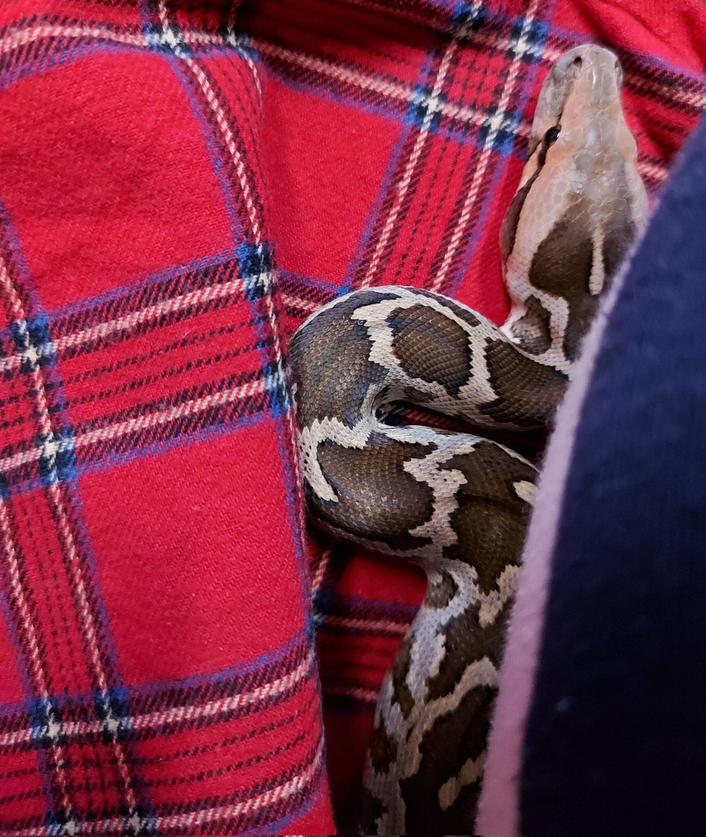 SerpentesTerra's tweet image. Love this pure Python molurus molurus girl
#pythonmolurus #burmesepython #pet #zoo #snake #reptile #python