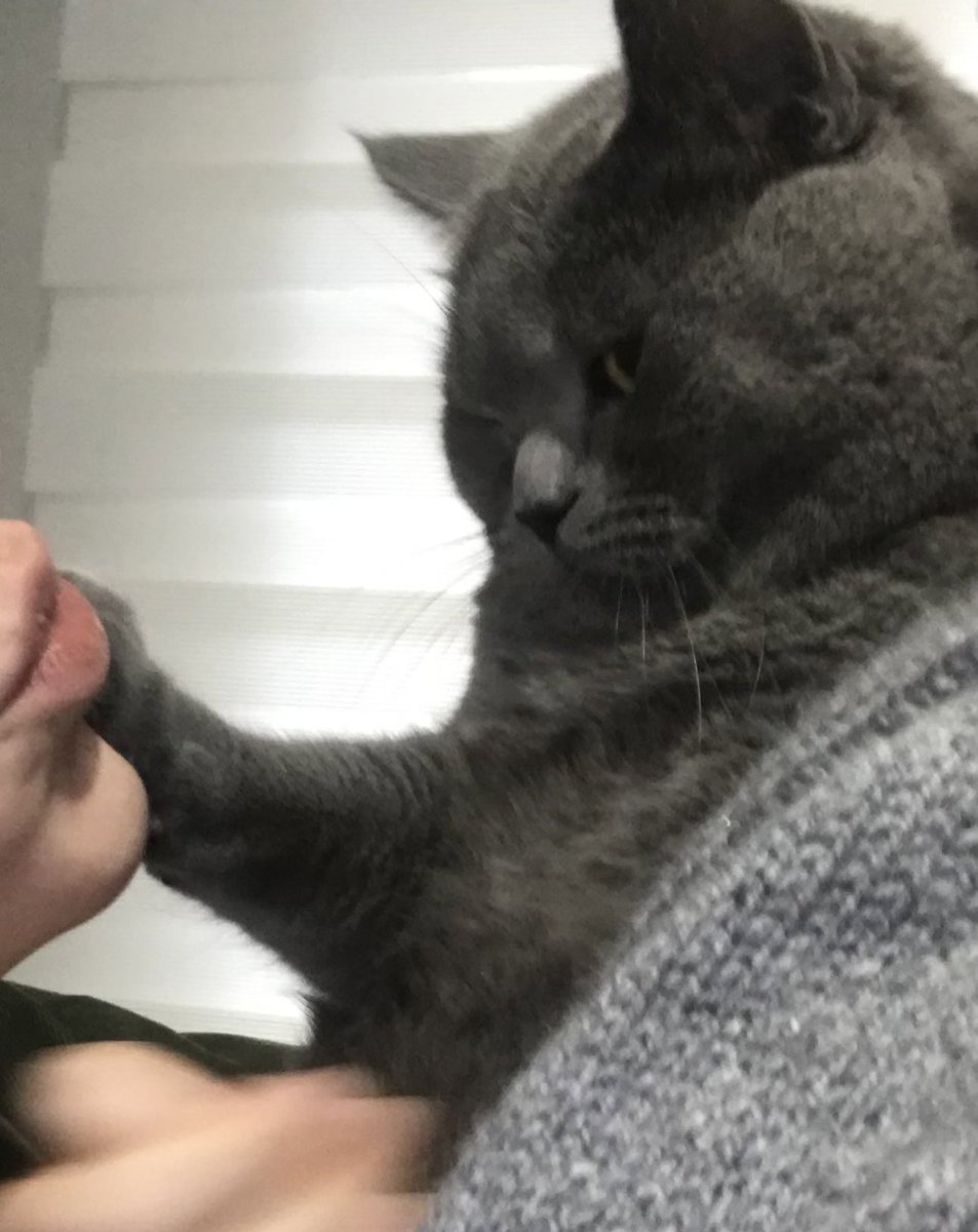 Memnuniyetsiz Koses boy