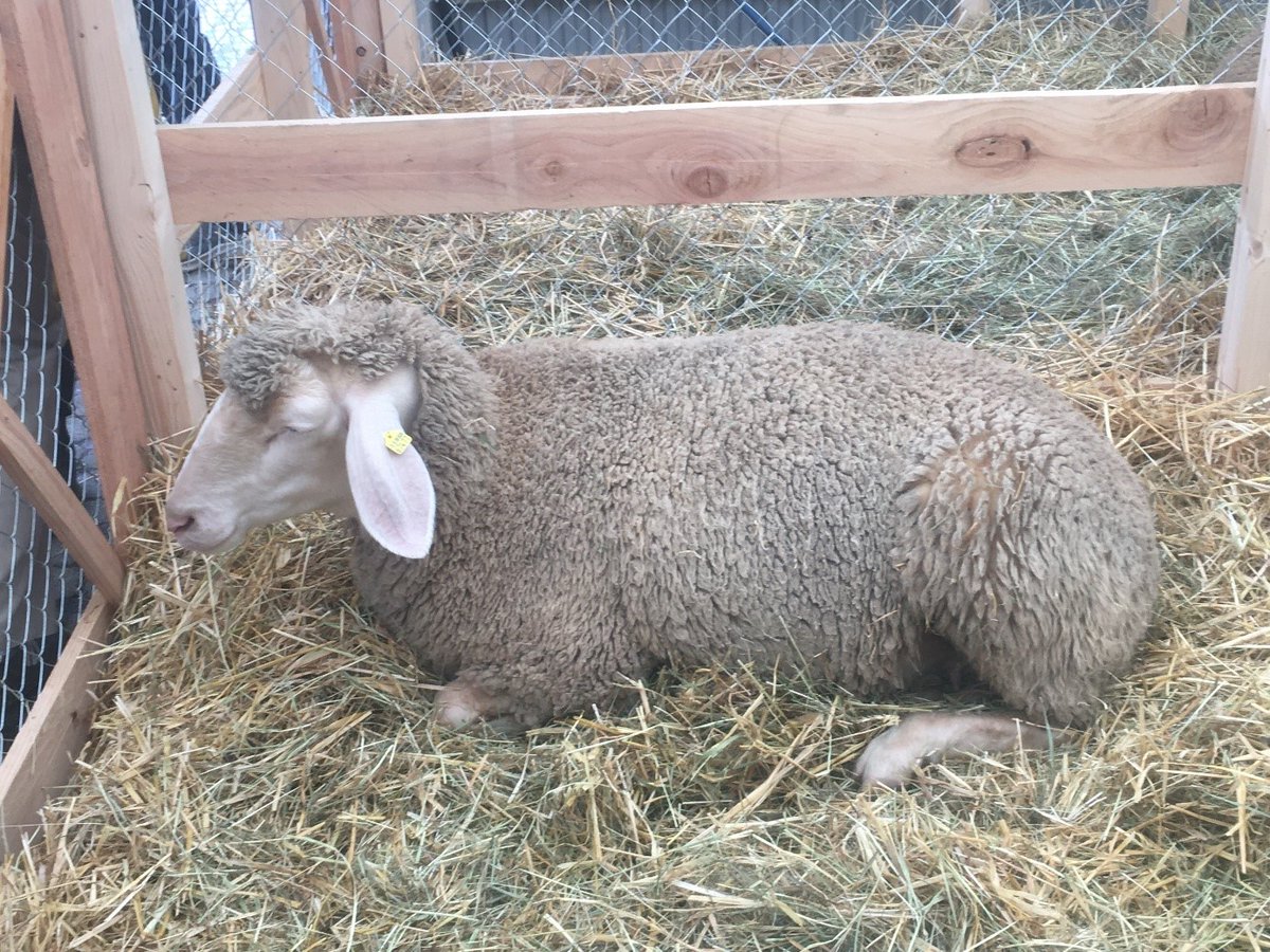 BZL_aktuell's tweet photo. Der Wollertrag von #Merinolandschafen liegt zwischen 4 – 5 kg pro Tier pro Jahr.
Die #Merinowolle ist rein weiß und sehr fein, weshalb sie sich für die Herstellung sehr feiner Stoffe eignet. 🐑🧶 https://t.co/VEZNP1RKdA