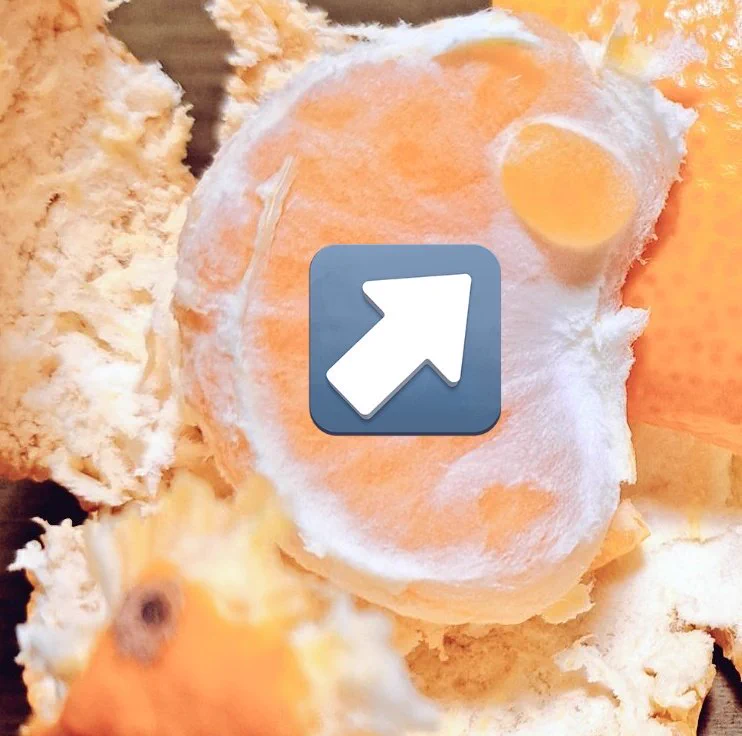 @yatsushiroSSF 失礼します。
大きいですね！
晩白柚、最近、スーパーで見かけました。
最近見つけた赤ちゃん👶みかん🍊の写真を再掲させてください。 