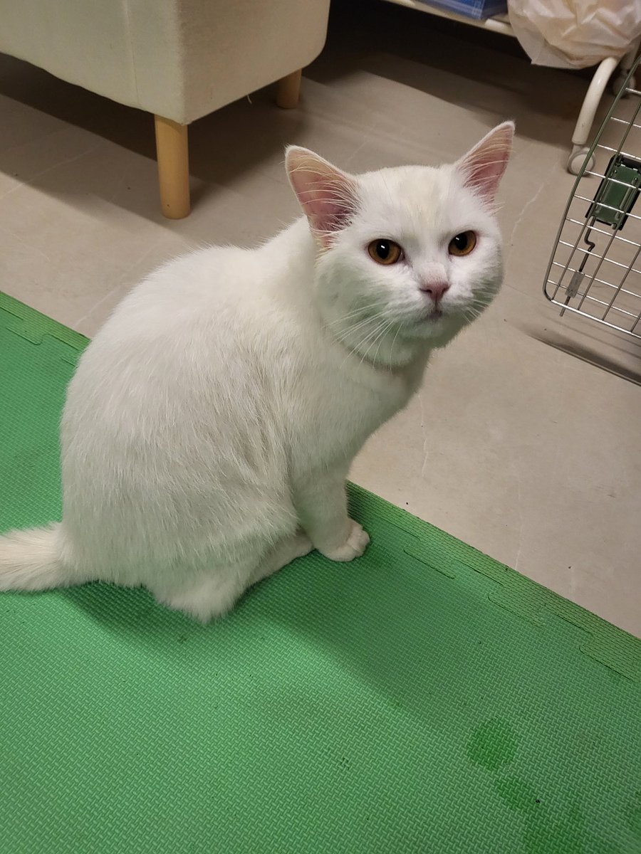 BaharGPedram's tweet photo. Urgent: Rescued cat in need of a loving home in Dubai. Please DM if you are looking to foster or adopt. #cats #AdoptDontShop #dubai https://t.co/2HO5snEpEu