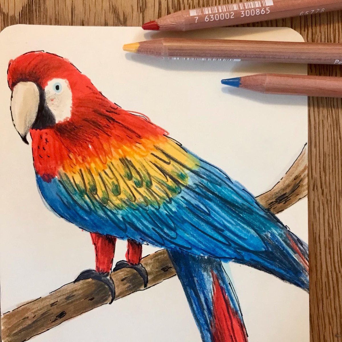 CDesignWild's tweet image. Using parrots to try banish the rainy January blues ❤️💛💙 #isitspringyet  #sketchbook
