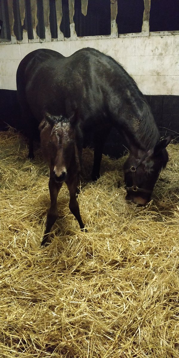 PhilippaProctor's tweet photo. A busy night for two superstitious mares avoiding foaling on Friday the 13th by a few hours. A lovely Coulsty filly and a Kodi Bear colt to get the party started #Foxland https://t.co/RcS376jtwC