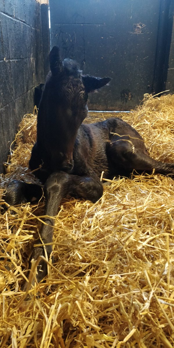 PhilippaProctor's tweet photo. A busy night for two superstitious mares avoiding foaling on Friday the 13th by a few hours. A lovely Coulsty filly and a Kodi Bear colt to get the party started #Foxland https://t.co/RcS376jtwC