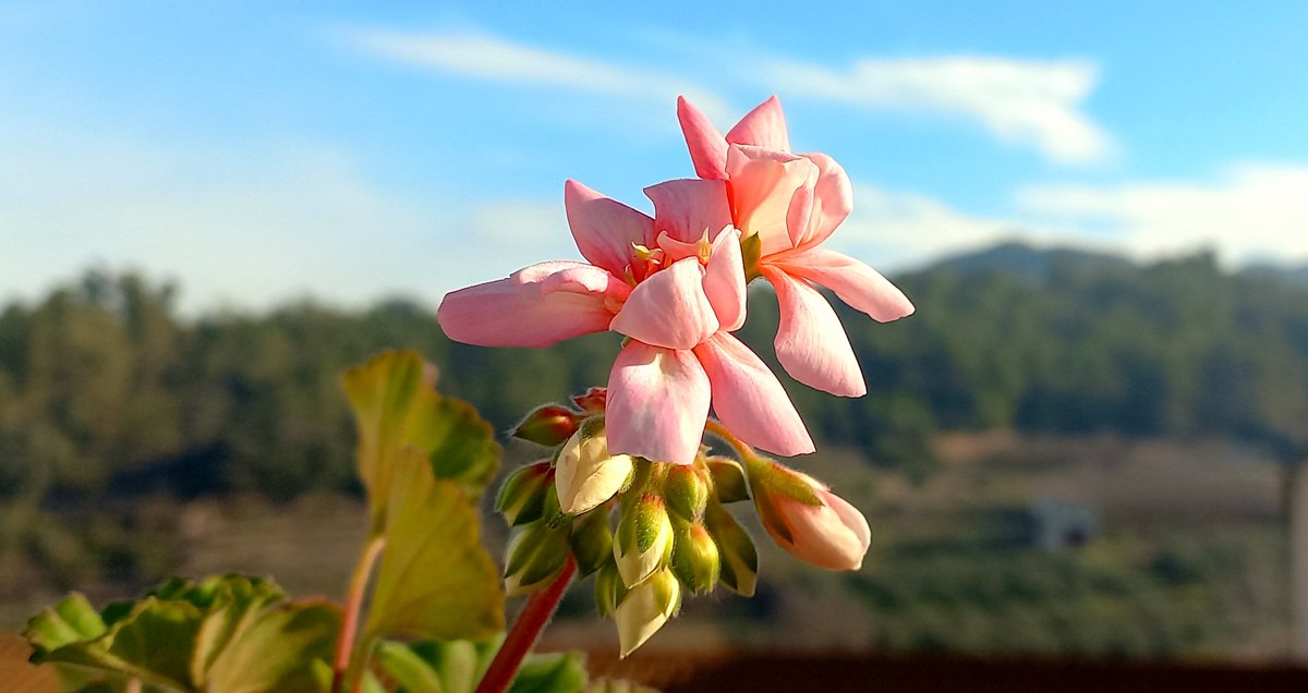 emmab212's tweet photo. Sábado de sol - Los geranios sueñan que es primavera y florece el limonero #primaveraiscoming #14enero2023 #terresdelebre 😎 https://t.co/IhXdbyfCvl