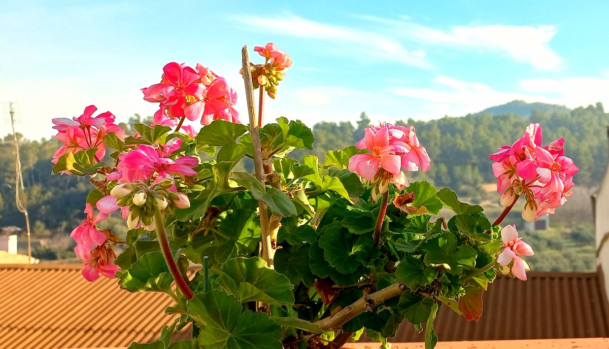 emmab212's tweet photo. Sábado de sol - Los geranios sueñan que es primavera y florece el limonero #primaveraiscoming #14enero2023 #terresdelebre 😎 https://t.co/IhXdbyfCvl