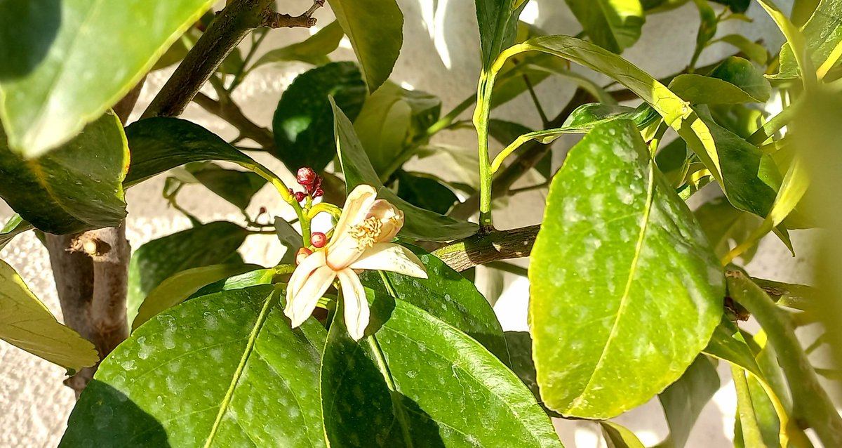 emmab212's tweet photo. Sábado de sol - Los geranios sueñan que es primavera y florece el limonero #primaveraiscoming #14enero2023 #terresdelebre 😎 https://t.co/IhXdbyfCvl