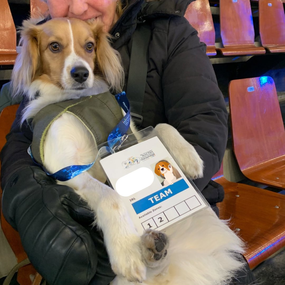 IceSkateIRL's tweet photo. Say hello to Maple 🍁- #TeamIreland 🇮🇪 supporter and a very good boy 🐶 

#ShortTrackSkating https://t.co/FH9szZLCZU