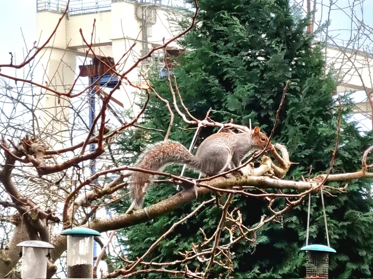 FoRoscamp's tweet photo. Finally feeling human today after a fortnight of Covid grimness.... went for a walk .... seen these which cheered my face right up #SaturdayMorning #squirrels #ponies #feelinghealthy #January2023 https://t.co/gmG8vEz2Ls