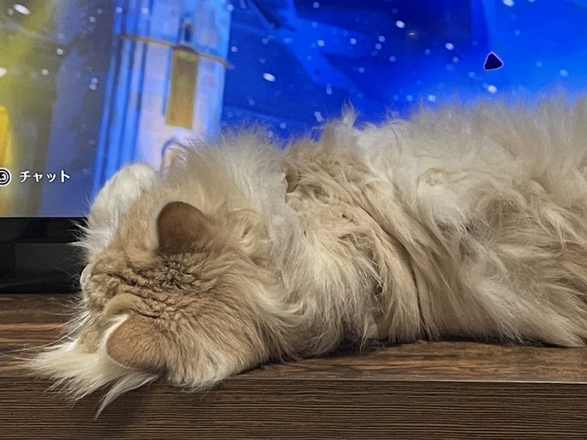aquarius_Ginger's tweet photo. 白目を撮ってたら起きて寝返り打たれた🌪
#猫 #Cat #猫のいる暮らし #猫好きさんと繫がりたい https://t.co/OMAOmQ1sFa