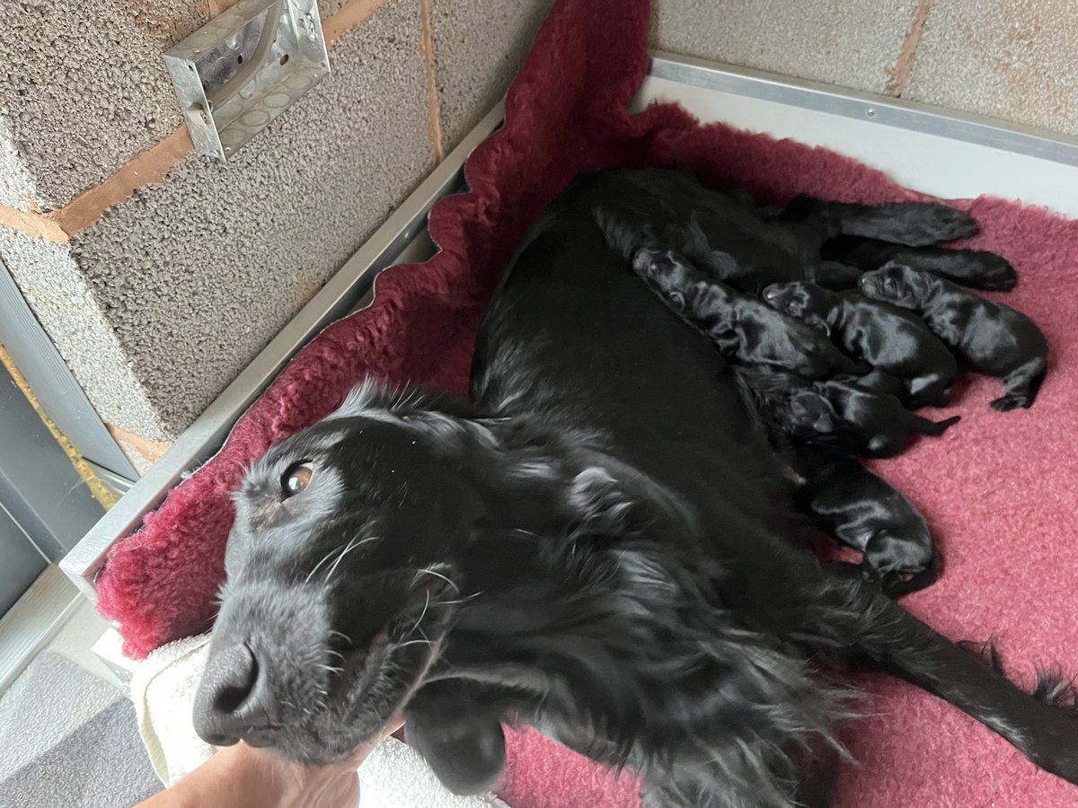 AidanRidyard's tweet photo. Woke up this morning to find eight new baby #Flatcoated #Retrievers have joined the family…. Of course I slept through it all while the girls did the hard work! https://t.co/UlfecRj2j9