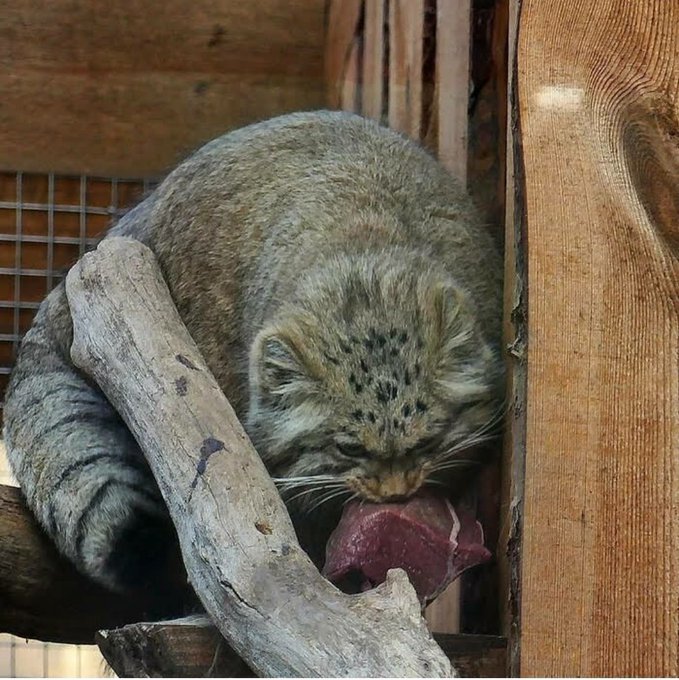 Enjoy your meal #manul #HappyCaturday https://t.co/SoEvSuhMYD<a href="/tag/manul"class="tags">#manul</a><a href="/tag/happycaturday"class="tags">#HappyCaturday</a>