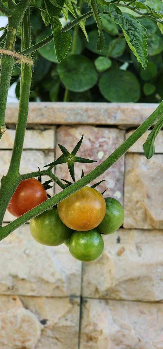 هذا العام تمكنت من زراعه أنواع مختلفة من الطماطم 💥🤩 ما شاء الله

بإذن الله القادم أفضل