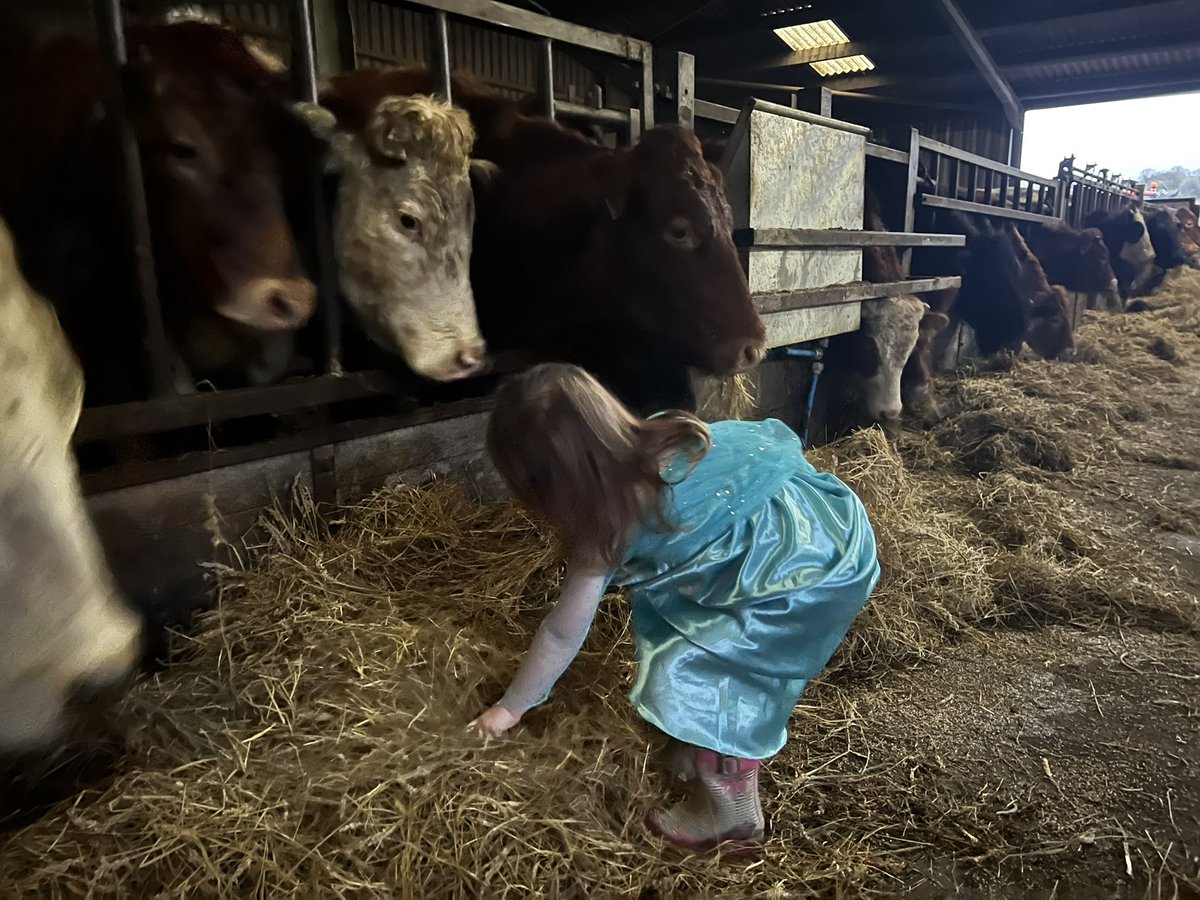 Sometimes, when a bad idea IS a bad idea-&amp; it’s the only solution, and you have to roll with it! 
#NoReasoningWithA4YearOld #Farmkids #FeralFarmkid #Farming