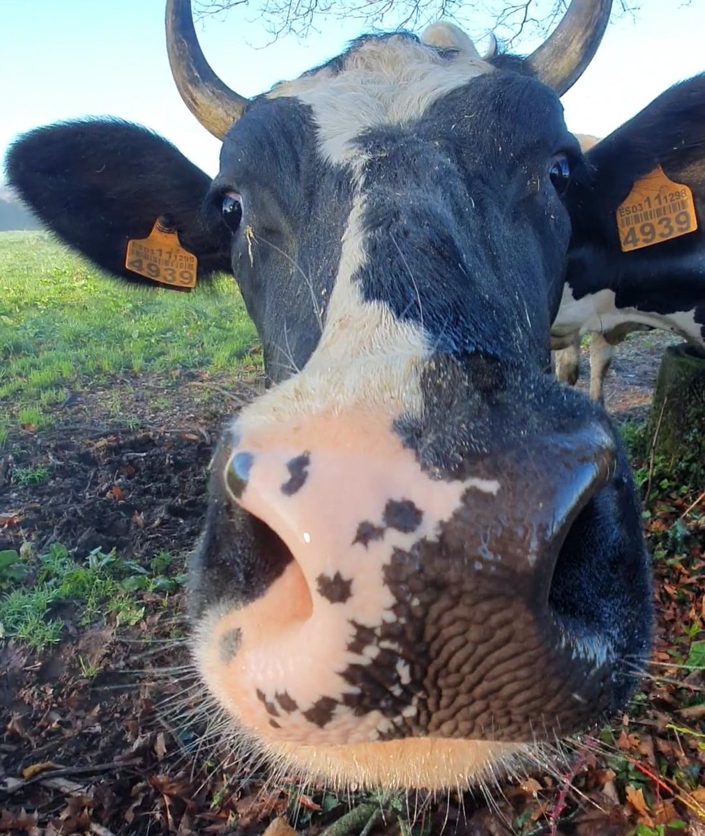 xanceda's tweet photo. Directo desde os prados chega este selfie vacuUuno 🤳🏽🐄🤣 #360diasdepastoreo #vacasmuUuyfelices #xanceda https://t.co/5vck5974sU