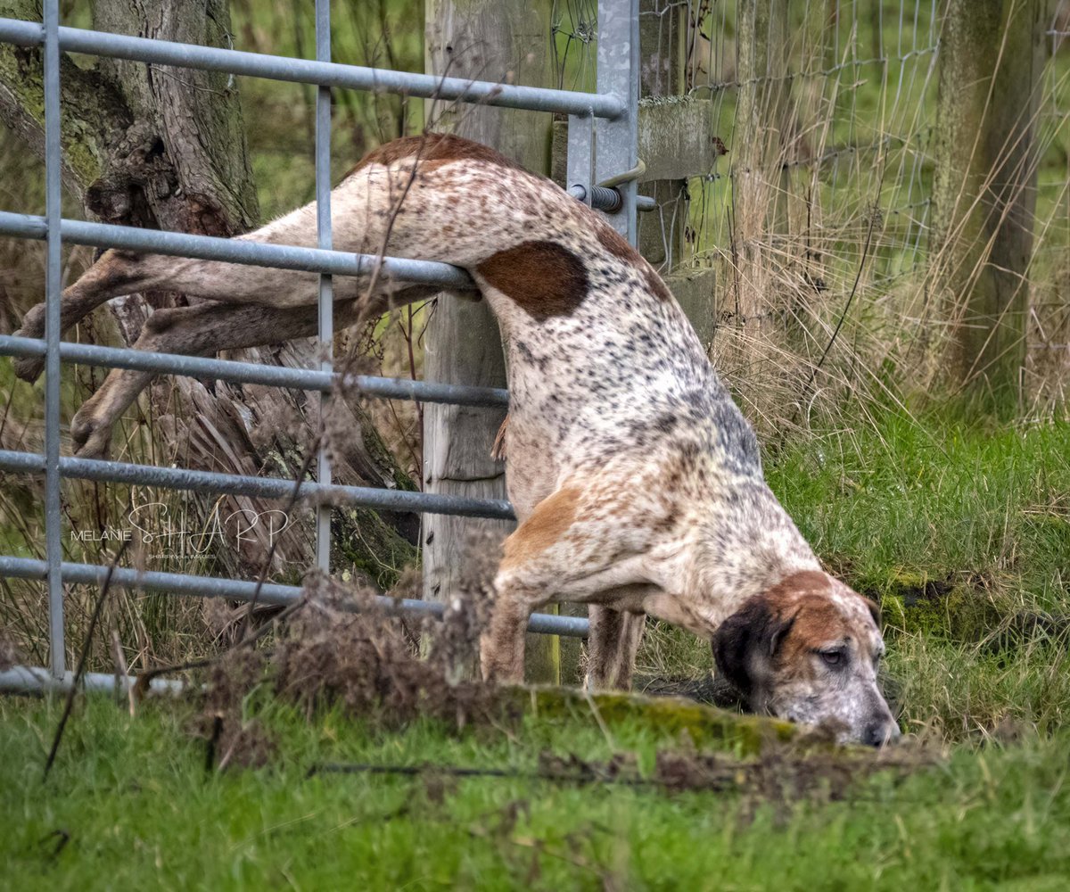 sharpfocus's tweet photo. Oh dear, face-plant!

The gate was actually open, but he insisted on doing it his way!

#foxhound #funnydog #faceplant https://t.co/lnAx0dJd4B