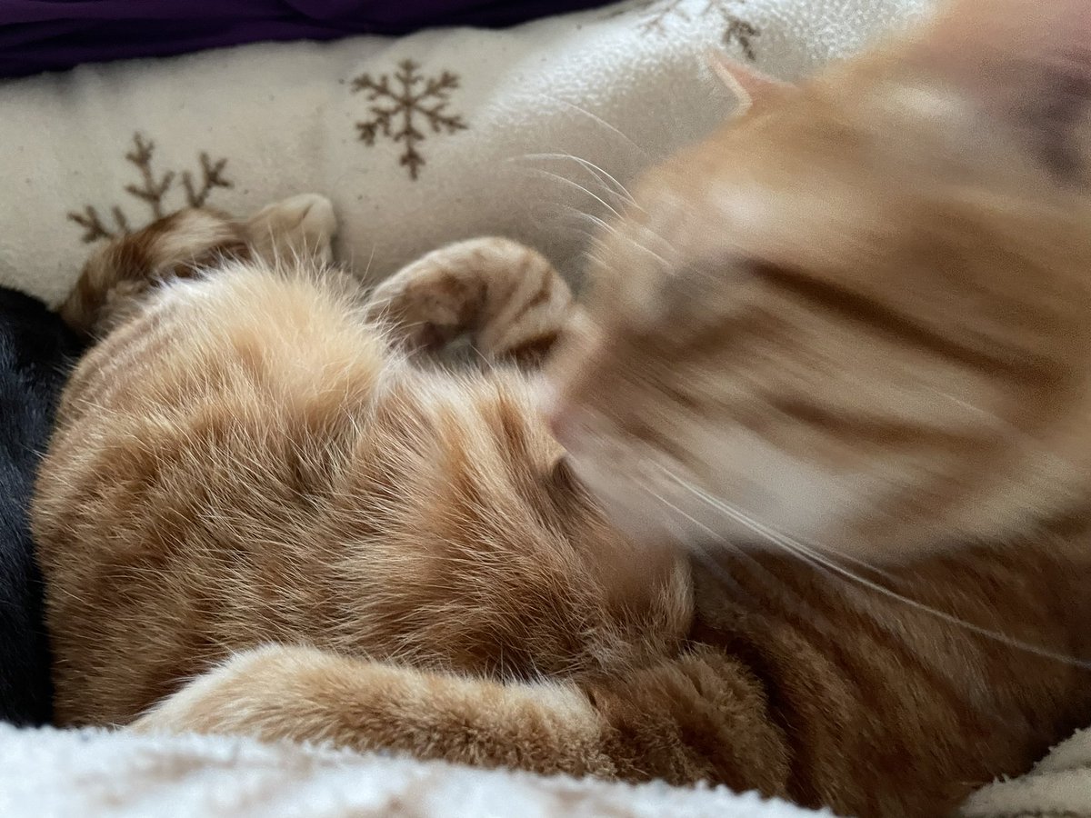ZINMONA_neko's tweet photo. 何回も撮り直したけどまだこれがマシ。
ブレブレにしか撮れんくてごめんよ。。

 #ねこ  #猫のいる暮らし  #猫好きさんと繋がりたい  #じんもな https://t.co/iUNbl2YuXt