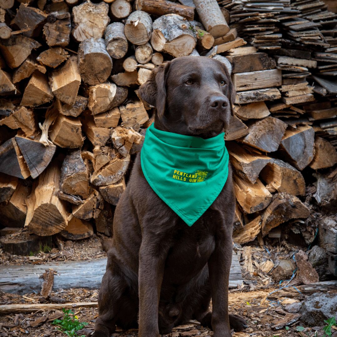Woof! It's National Dress Up Your Pet Day. One of my favourite days, I always like to look stylish! 🐶

#pentlandhills #pentlandhillsgin #gin #cocktails #gintonic #ginandtonic #ginlovers #petdressup #dogdress #petdress #petclothes #dressup #dogclothes #littledogfashion #ginuary