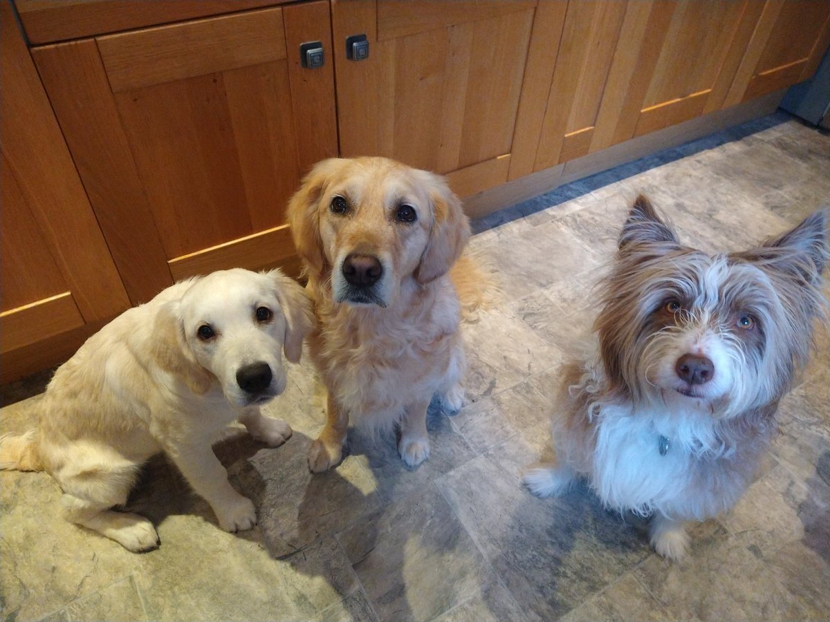 Niamh, Martha and Phoebe 😍🐾