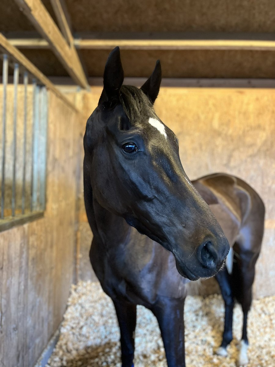 NicolRacing's tweet photo. What a good looking lad he is! Oakie has come out of his race well. Unfortunately the slow pace on Thursday didn’t suit but we live to fight another day. #FeelingWell https://t.co/7PTjJJ70PI