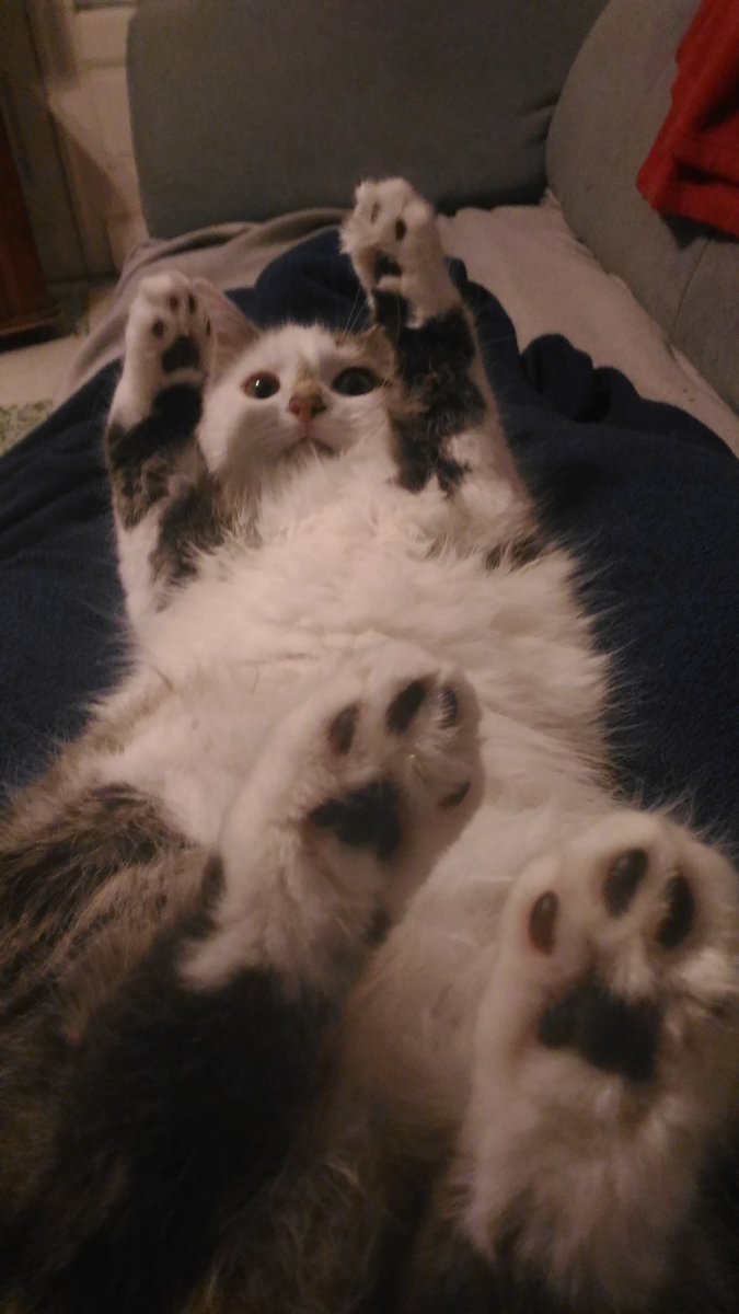 Chiipsie's tweet photo. @John_Blauze I can offer hugs but also kitten pics.  So sending both your way ! https://t.co/BzrHCGJYtU