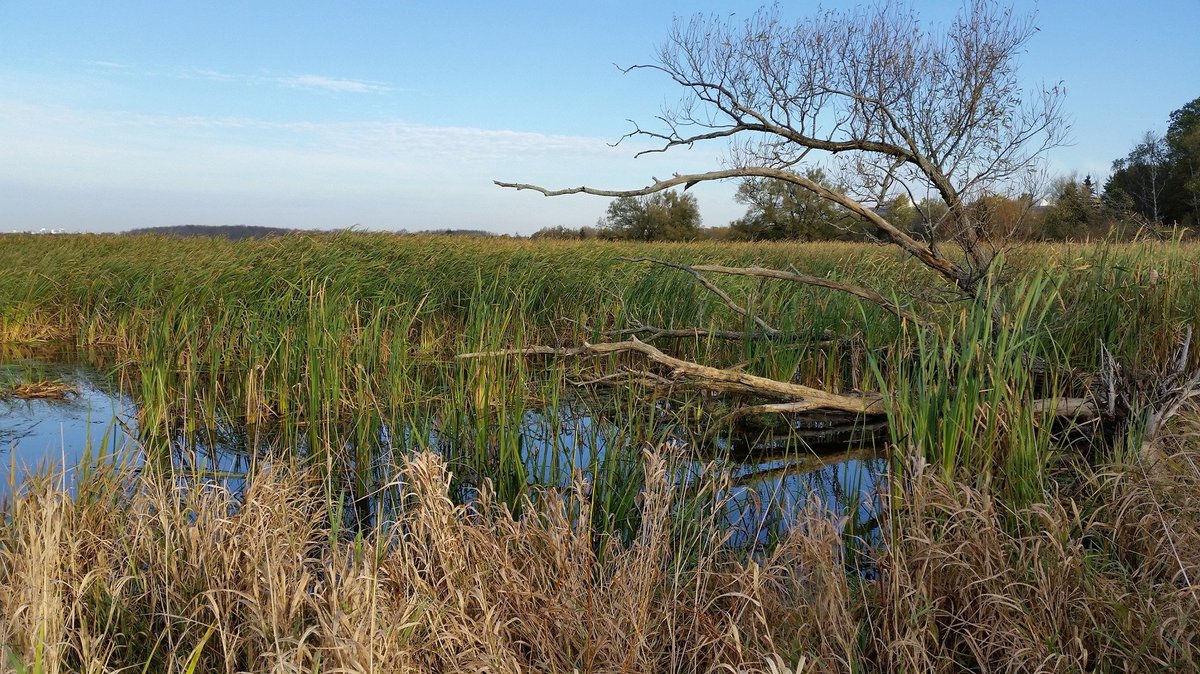 newsdurham's tweet photo. A group that looks after a hidden gem in Oshawa is disappointed the City of Oshawa has changed the way it funds volunteer organizations. #secondmarsh #waterfront #marsh #volunteers #friendsofsecondmarsh @oshawacity
https://t.co/AbkCH9zL8a https://t.co/Jjac2jQrjg