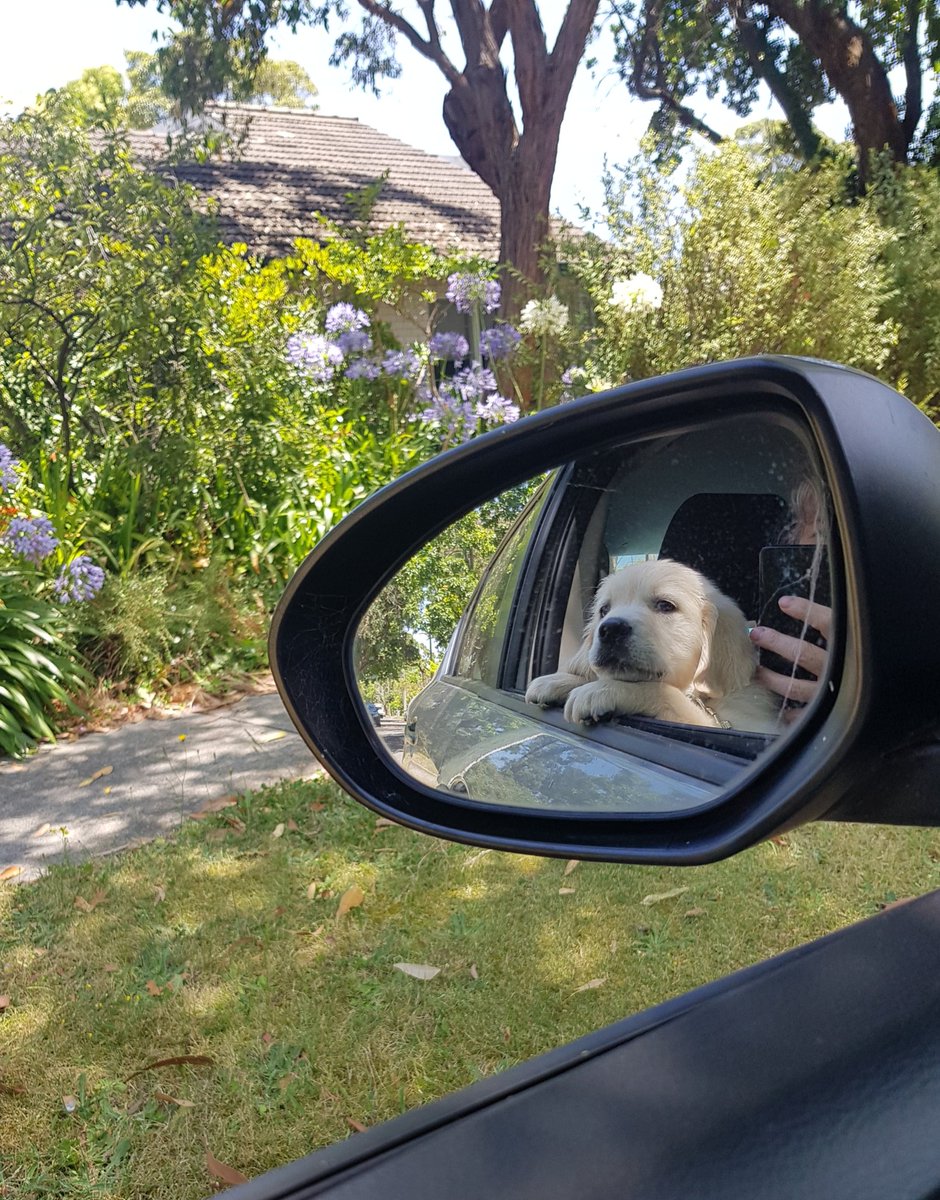 This year I bought my own Christmas present, who I picked up today. World, meet Murphy. He was very brave in his first trip away from home 🏅