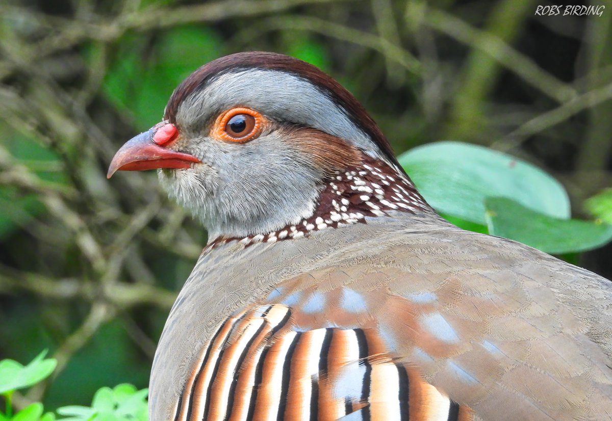 Thought by many to be Gibraltar's “National Bird” Barbary Partridge @ Gibraltar Nature Reserve #Gibraltar #BirdsSeenIn2023 @gonhsgib @BirdingRasta #birdwatching @GibraltarBirds @_BTO @ThinkingGreenGI @Natures_Voice @GibReserve @birdnames_en #TwitterNatureCommunity