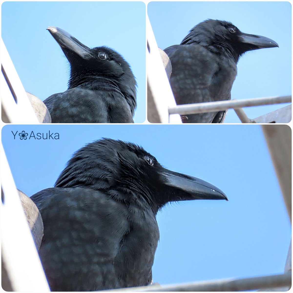 yumeasutw's tweet photo. #カラス の日常🐦️
ある穏やかな冬の朝☀️
電柱でのんびり一休みの
#ハシブトガラス さん
クリッとした瞳が愛らしいです💕
#瞬膜 を閉じた瞬間は
白目をむいているみたいで
ドキッとしますね😖
#嘴太烏 #Large_billed_Crow
#烏 #crow
#野鳥 #bird #近所鳥
#pic2020 #pic1227
#a2023 #a0114 #a202301 https://t.co/91JRHwwndY