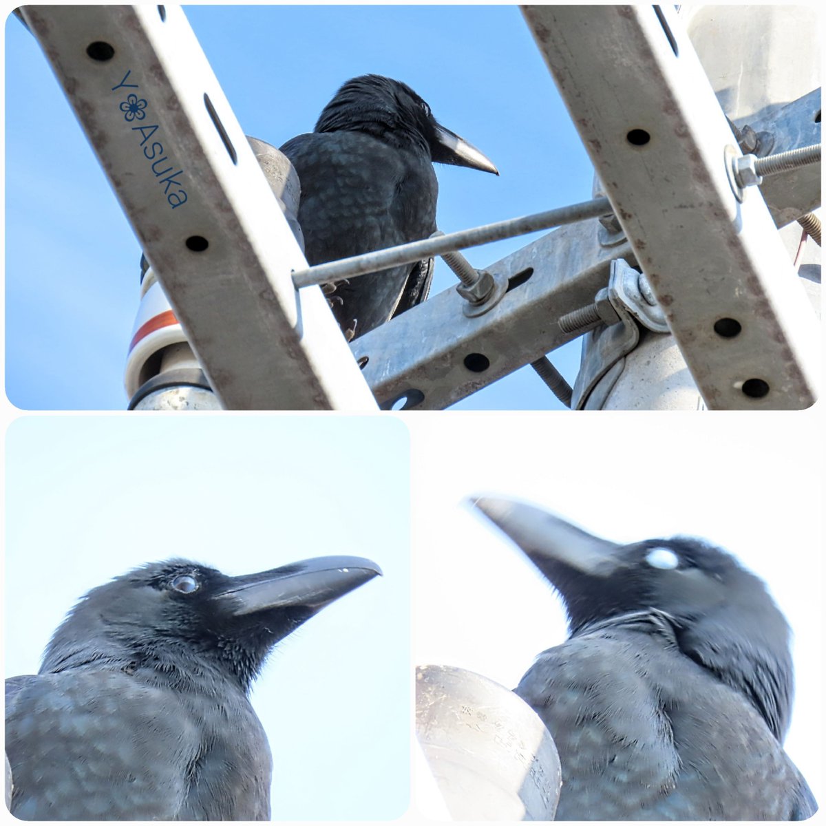 yumeasutw's tweet photo. #カラス の日常🐦️
ある穏やかな冬の朝☀️
電柱でのんびり一休みの
#ハシブトガラス さん
クリッとした瞳が愛らしいです💕
#瞬膜 を閉じた瞬間は
白目をむいているみたいで
ドキッとしますね😖
#嘴太烏 #Large_billed_Crow
#烏 #crow
#野鳥 #bird #近所鳥
#pic2020 #pic1227
#a2023 #a0114 #a202301 https://t.co/91JRHwwndY