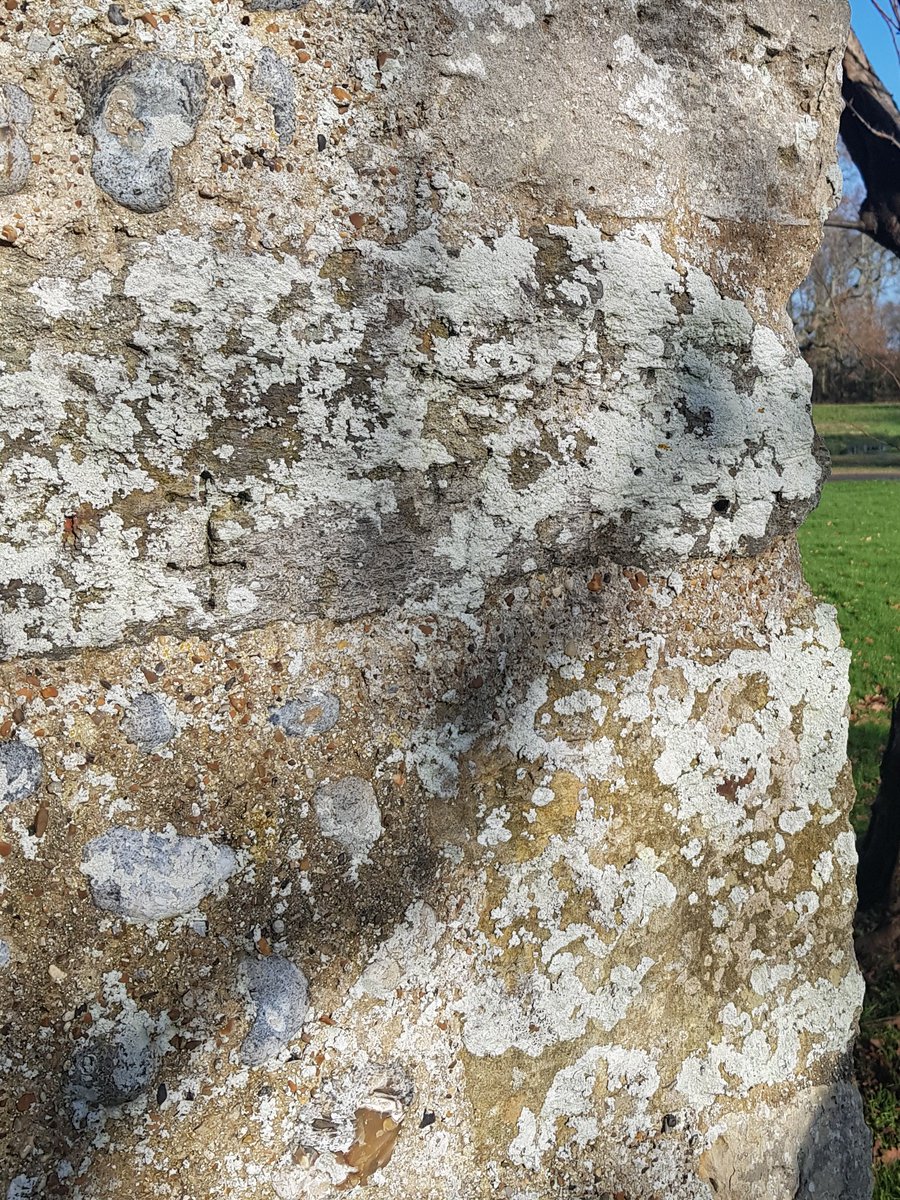 KingJohnsHouse's tweet photo. The quoin that carries the #BailiffscourtChapel cross is said to have been washed up on the beach and supposed to have been part of the parish church that was lost to the sea. A mass dial is recorded on the same stone, but was not visible, possibly due to the lichen. #Clymping https://t.co/98kS0AdiA3