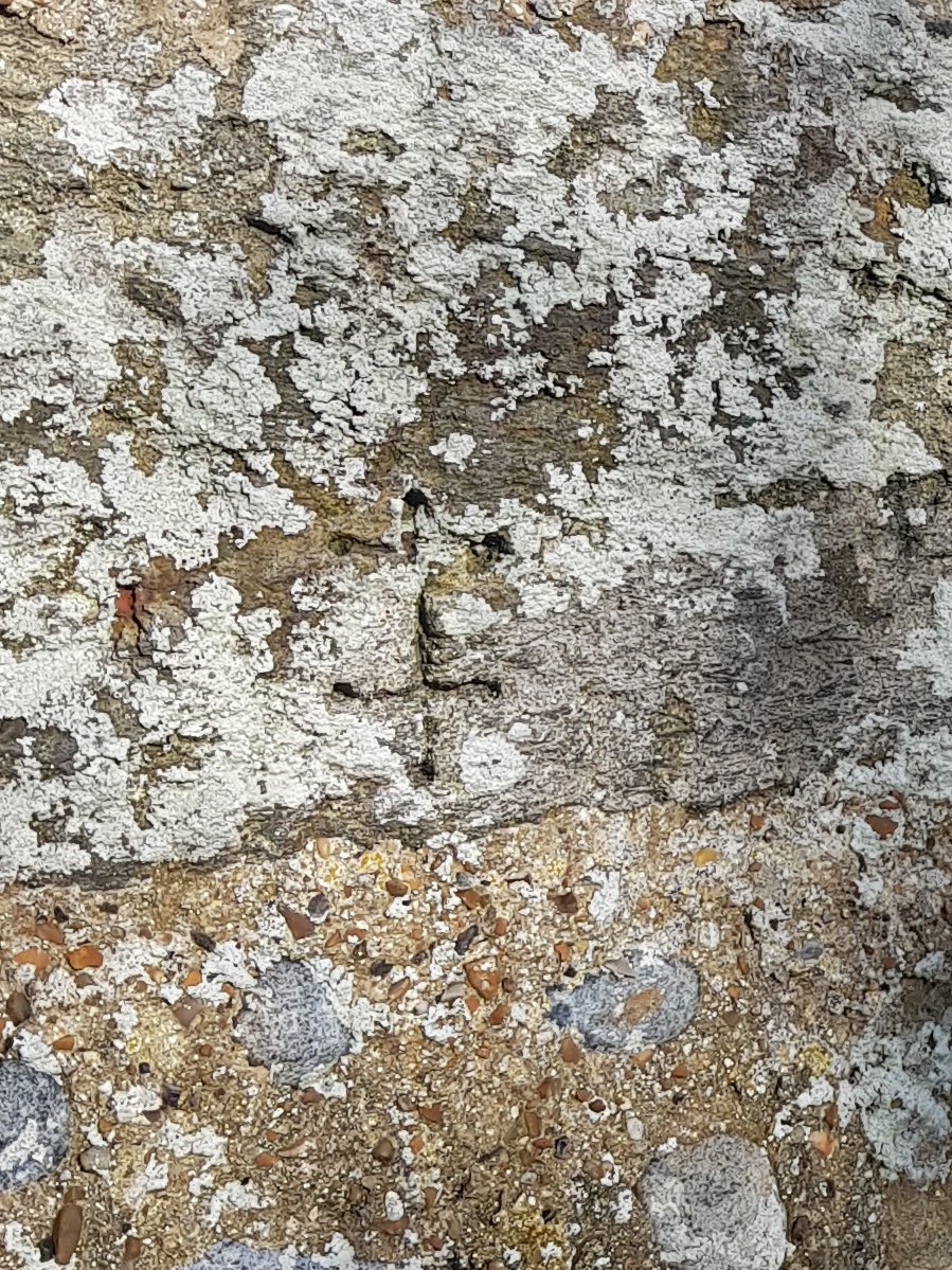 KingJohnsHouse's tweet photo. The quoin that carries the #BailiffscourtChapel cross is said to have been washed up on the beach and supposed to have been part of the parish church that was lost to the sea. A mass dial is recorded on the same stone, but was not visible, possibly due to the lichen. #Clymping https://t.co/98kS0AdiA3