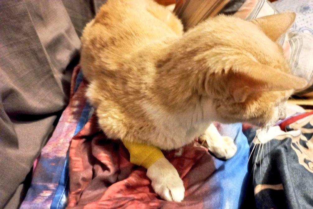 стрᴀнныᴇ кᴀᴘтины tweet media