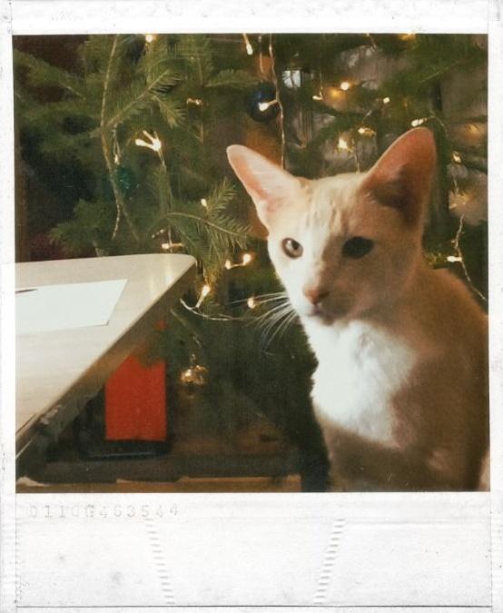 стрᴀнныᴇ кᴀᴘтины tweet media