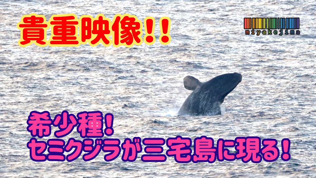 YouTube更新！
【希少種】まさかの！！背びれがない！頭部にコブ状の突起物が！～三宅島沿岸にセミクジラが来遊！～
youtu.be/9iqa49KQREg

#三宅島クジラ　#セミクジラ　#伊豆諸島　#東京諸島　#Rightwhale