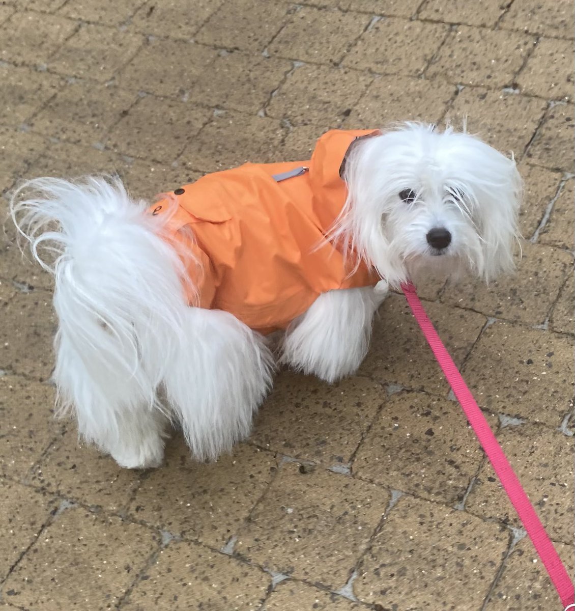 mydogchoupette's tweet photo. It’s ☔️, deal with it. I’ve got to see a 🐶 about a 🐴! #ItsmeMaeve #dogsinclothes #DogsofTwittter https://t.co/BgG9PCzBVo