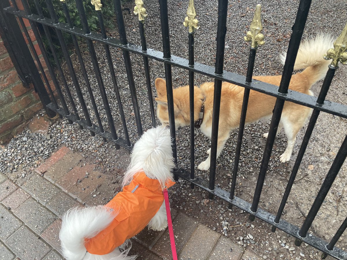 mydogchoupette's tweet photo. It’s ☔️, deal with it. I’ve got to see a 🐶 about a 🐴! #ItsmeMaeve #dogsinclothes #DogsofTwittter https://t.co/BgG9PCzBVo