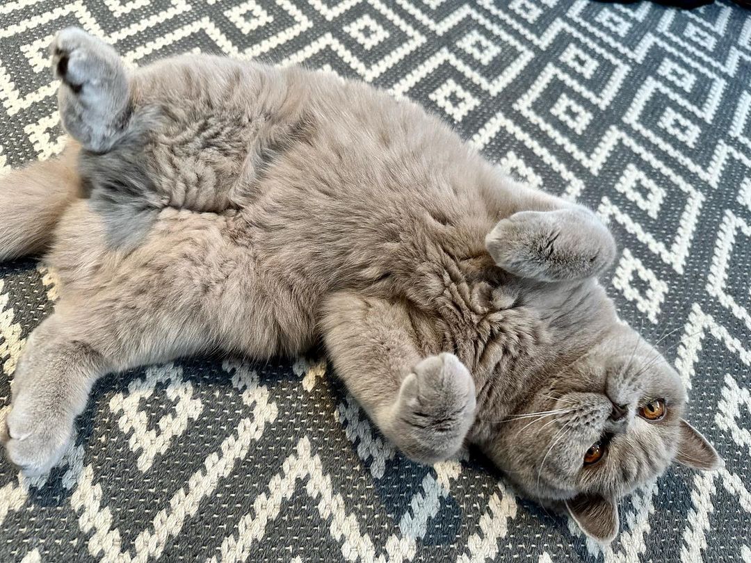 funnycatsreact1's tweet photo. Everyone Love my furry !!!!❤🤣😍❤🤣
From: IG:@ziggy_acatfromouterspace
Follow:@funnycatsreaction
#cat #cats #CatsofTwittter https://t.co/hMHyC4FCXj