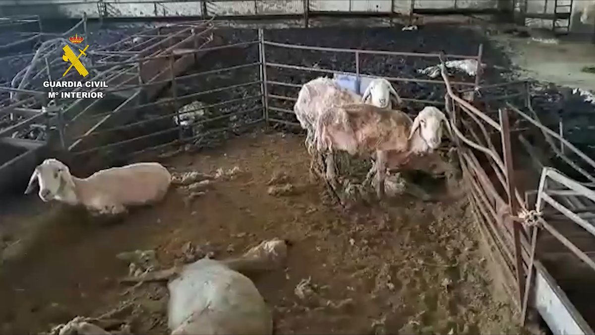 guardiacivil's tweet image. La imagen habla por sí sola...

Detenido por #MaltratoAnimal el propietario de una explotación de ganado ovino en la comarca de Tierra del Pan #Zamora. Se hallaron numerosos restos cadavéricos de ovejas junto a animales vivos

#Colabora ☎️062 📧seprona@guardiacivil.org
#SEPRONA